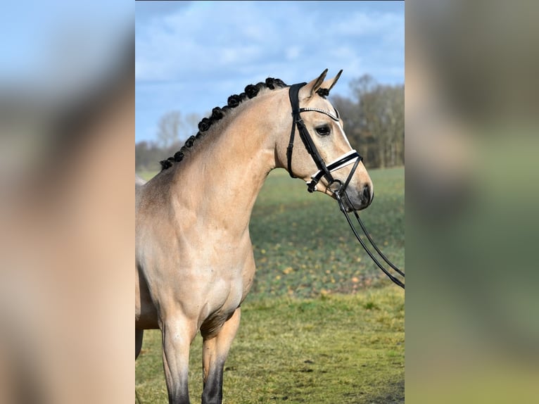 Deutsches Reitpony Wallach 2 Jahre 145 cm Buckskin in Kamern