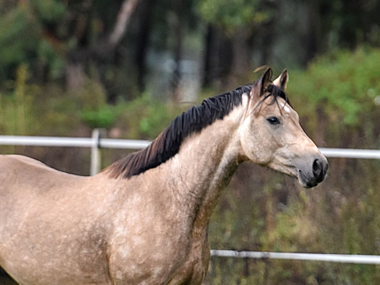 Deutsches Reitpony Wallach 2 Jahre 145 cm Buckskin in Kamern