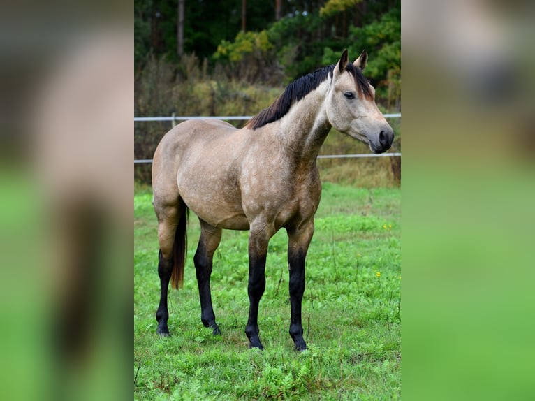 Deutsches Reitpony Wallach 2 Jahre 145 cm Buckskin in Kamern