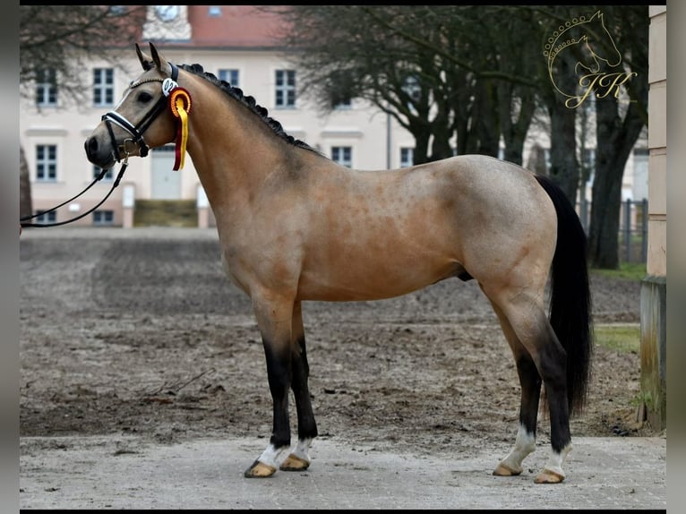 Deutsches Reitpony Wallach 2 Jahre 145 cm Buckskin in Kamern