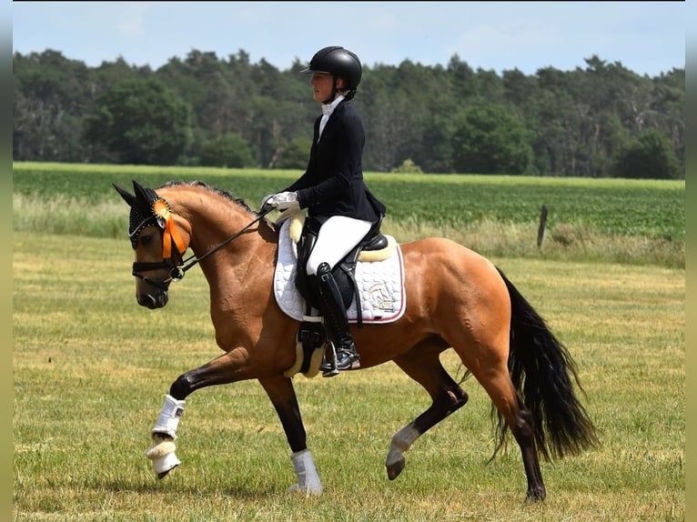 Deutsches Reitpony Wallach 2 Jahre 145 cm Buckskin in Kamern