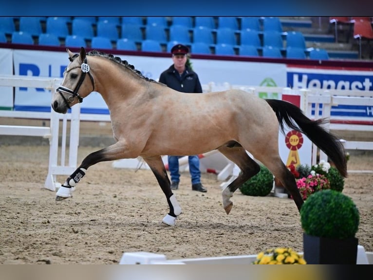 Deutsches Reitpony Wallach 2 Jahre 145 cm Buckskin in Kamern