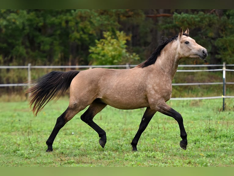 Deutsches Reitpony Wallach 2 Jahre 145 cm Buckskin in Kamern