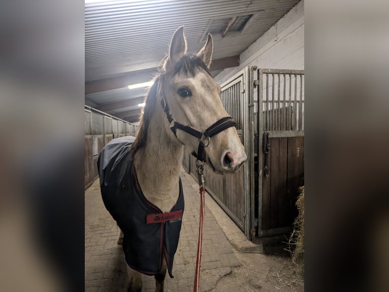 Deutsches Reitpony Wallach 2 Jahre 145 cm Buckskin in Niedersachsen - Jesteburg