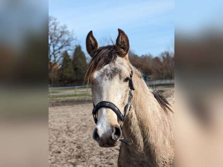 Deutsches Reitpony Wallach 2 Jahre 145 cm Buckskin in Niedersachsen - Jesteburg