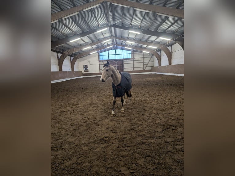 Deutsches Reitpony Wallach 2 Jahre 145 cm Buckskin in Niedersachsen - Jesteburg