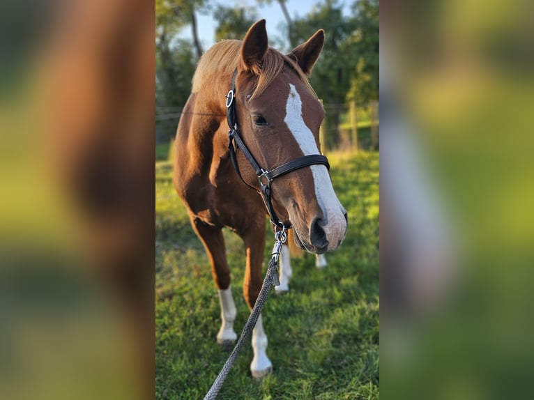 Deutsches Reitpony Wallach 2 Jahre 145 cm Fuchs in L&#xFC;bz