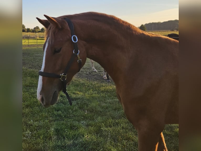 Deutsches Reitpony Wallach 2 Jahre 145 cm Fuchs in L&#xFC;bz