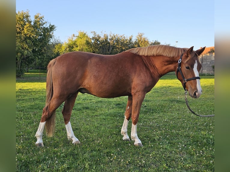 Deutsches Reitpony Wallach 2 Jahre 145 cm Fuchs in L&#xFC;bz