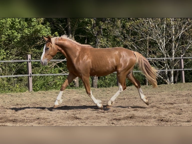 Deutsches Reitpony Wallach 2 Jahre 145 cm Fuchs in Thüngen