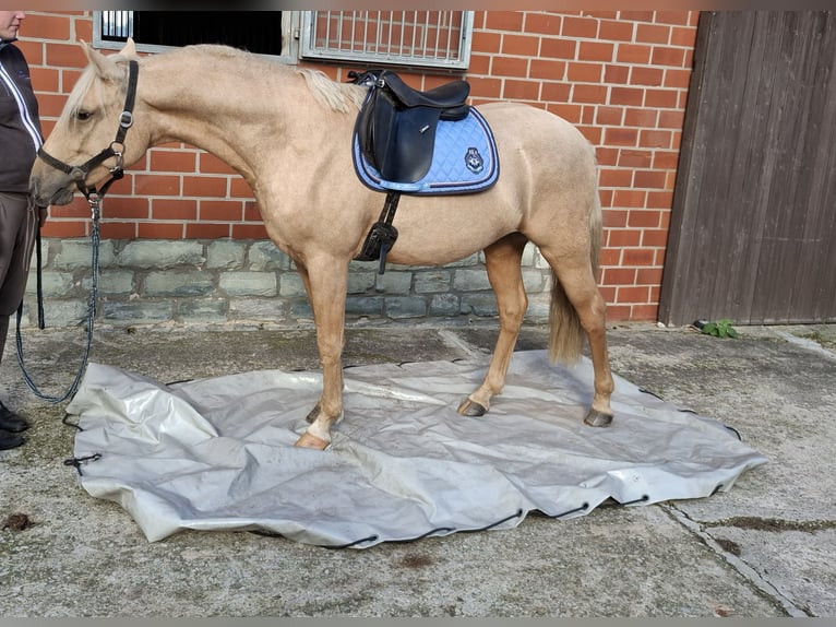 Deutsches Reitpony Wallach 2 Jahre 145 cm Palomino in Herzebrock-Clarholz