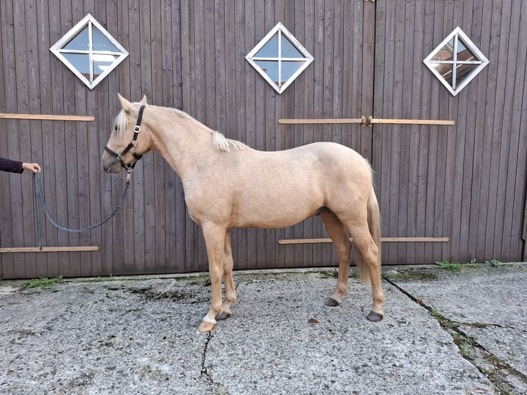 Deutsches Reitpony Wallach 2 Jahre 145 cm Palomino in Herzebrock-Clarholz