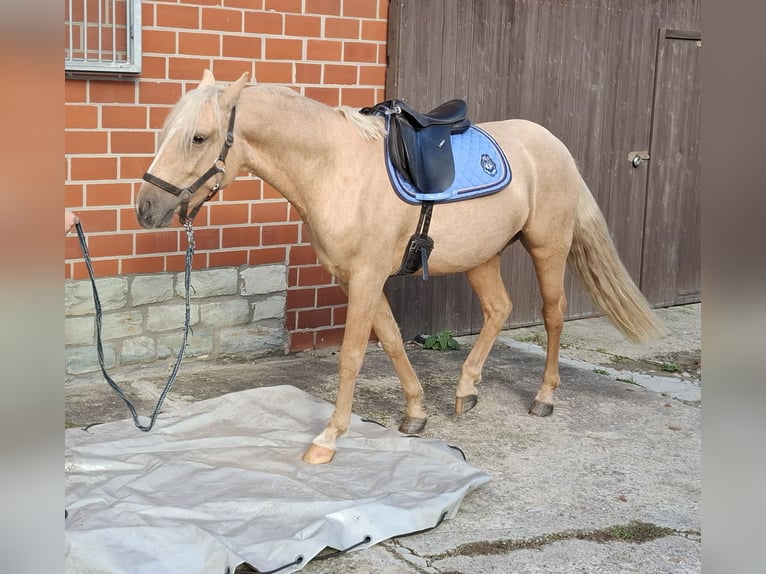 Deutsches Reitpony Wallach 2 Jahre 145 cm Palomino in Herzebrock-Clarholz