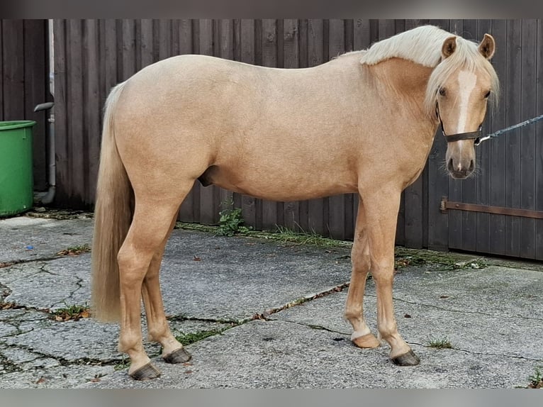 Deutsches Reitpony Wallach 2 Jahre 145 cm Palomino in Herzebrock-Clarholz