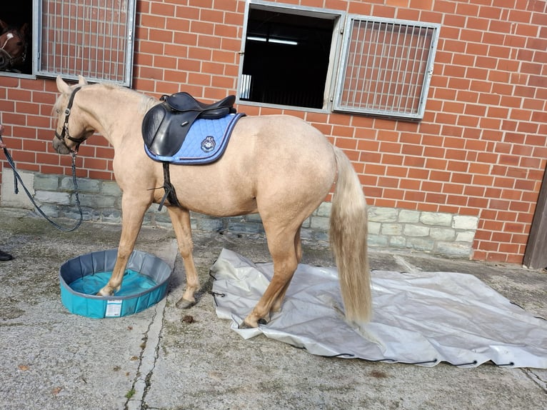 Deutsches Reitpony Wallach 2 Jahre 145 cm Palomino in Herzebrock-Clarholz