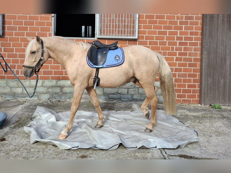 Deutsches Reitpony Wallach 2 Jahre 145 cm Palomino in Herzebrock-Clarholz