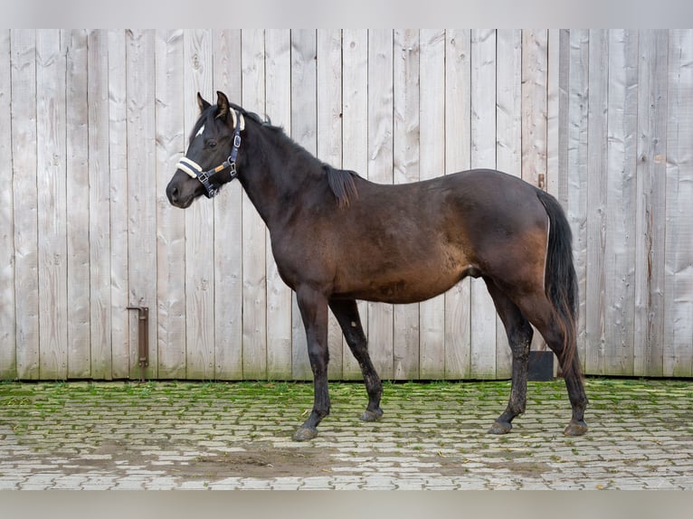 Deutsches Reitpony Wallach 2 Jahre 145 cm Rappe in Wertheim