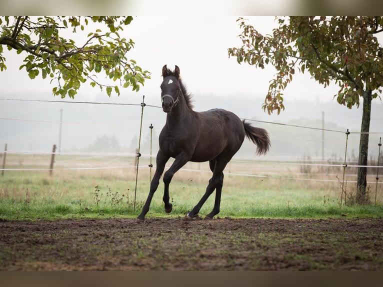 Deutsches Reitpony Wallach 2 Jahre 145 cm Rappe in Wertheim