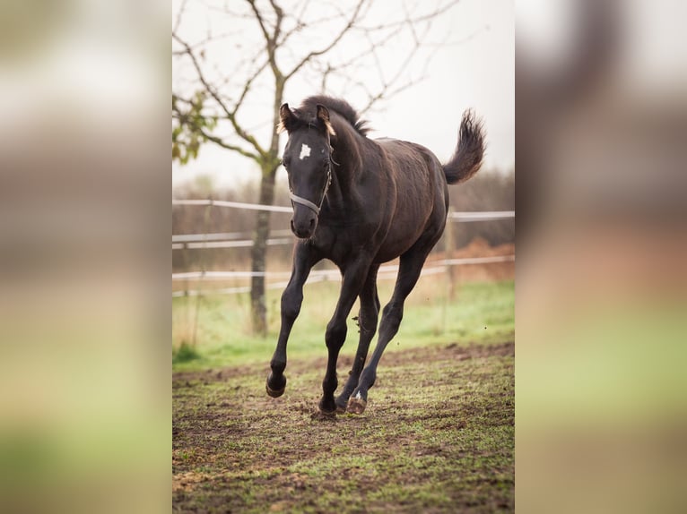 Deutsches Reitpony Wallach 2 Jahre 145 cm Rappe in Wertheim