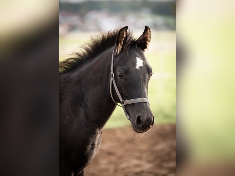 Deutsches Reitpony Wallach 2 Jahre 145 cm Rappe in Wertheim