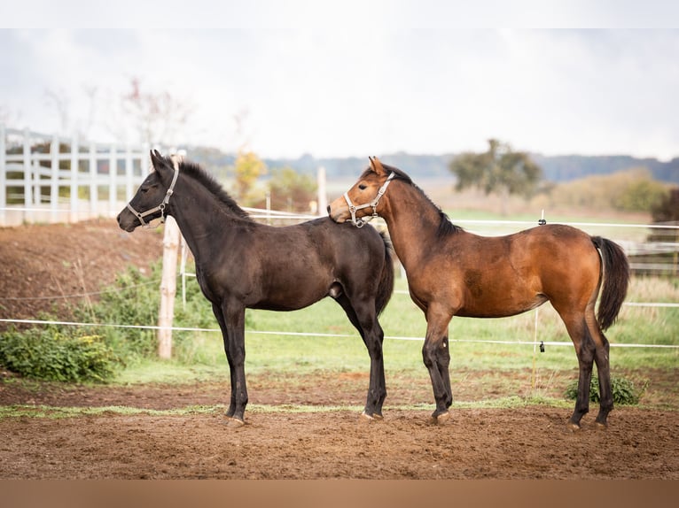 Deutsches Reitpony Wallach 2 Jahre 145 cm Rappe in Wertheim