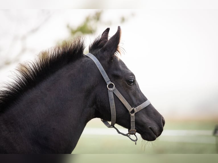 Deutsches Reitpony Wallach 2 Jahre 145 cm Rappe in Wertheim