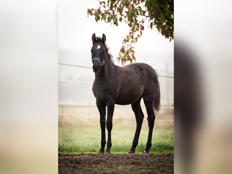 Deutsches Reitpony Wallach 2 Jahre 145 cm Rappe in Wertheim