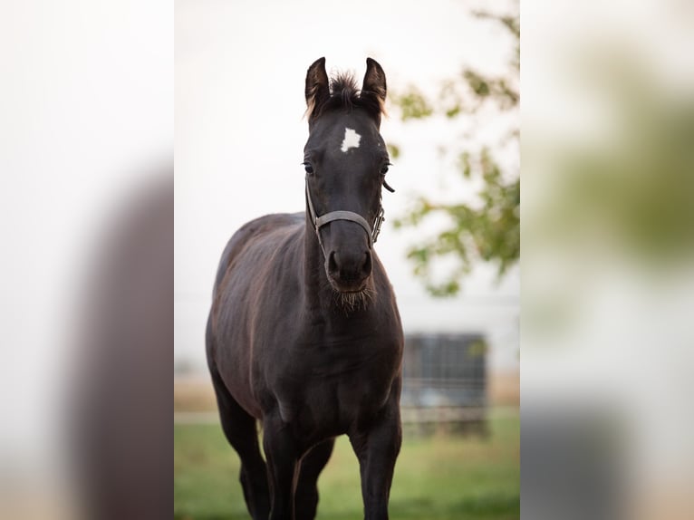 Deutsches Reitpony Wallach 2 Jahre 145 cm Rappe in Wertheim