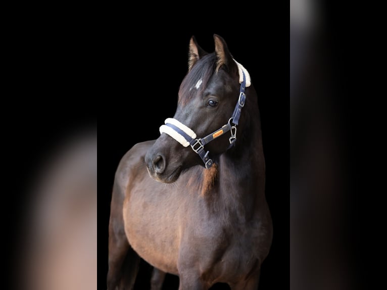 Deutsches Reitpony Wallach 2 Jahre 145 cm Rappe in Wertheim