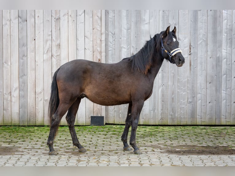 Deutsches Reitpony Wallach 2 Jahre 145 cm Rappe in Wertheim