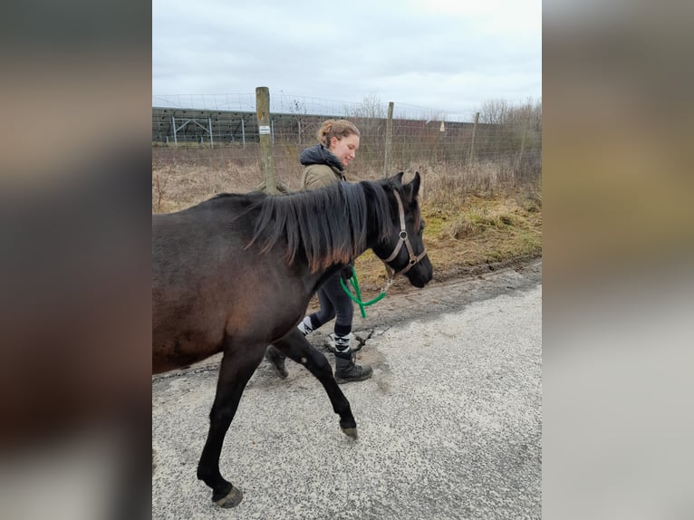 Deutsches Reitpony Wallach 2 Jahre 145 cm Rappe in Wertheim