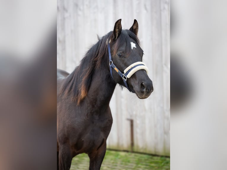 Deutsches Reitpony Wallach 2 Jahre 145 cm Rappe in Wertheim