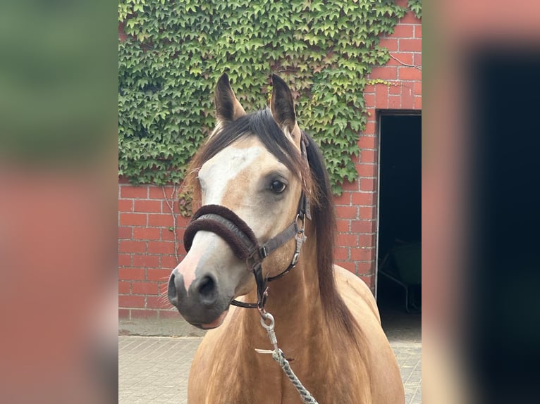 Deutsches Reitpony Wallach 2 Jahre 146 cm Buckskin in Vreden
