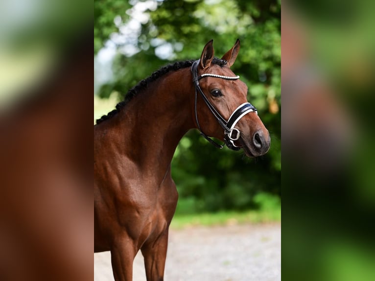 Deutsches Reitpony Wallach 2 Jahre 146 cm Dunkelbrauner in Westbeemster