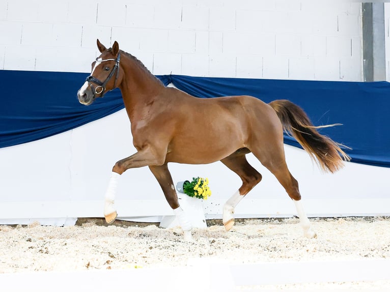 Deutsches Reitpony Wallach 2 Jahre 146 cm Dunkelfuchs in Marsberg