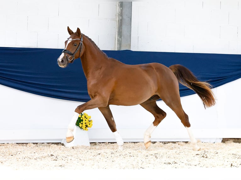 Deutsches Reitpony Wallach 2 Jahre 146 cm Dunkelfuchs in Marsberg