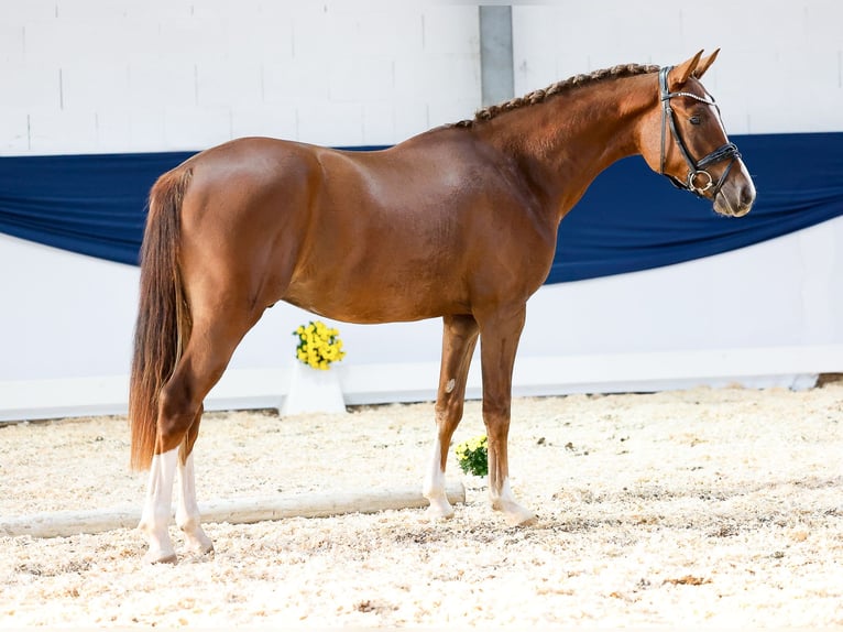 Deutsches Reitpony Wallach 2 Jahre 146 cm Dunkelfuchs in Marsberg