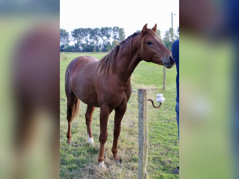 Deutsches Reitpony Wallach 2 Jahre 146 cm Dunkelfuchs in Steinfeld (Oldenburg)