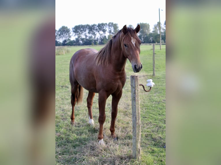 Deutsches Reitpony Wallach 2 Jahre 146 cm Dunkelfuchs in Steinfeld (Oldenburg)