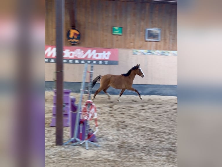Deutsches Reitpony Wallach 2 Jahre 146 cm Falbe in Wegeleben
