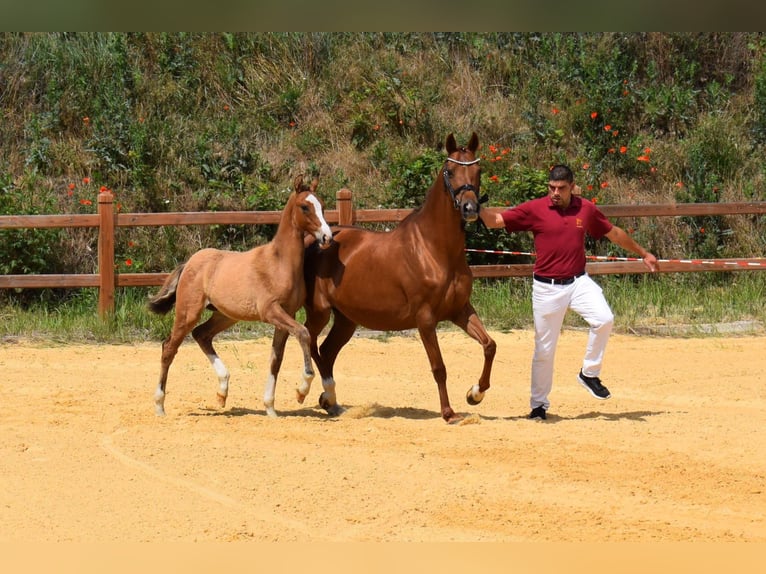 Deutsches Reitpony Wallach 2 Jahre 146 cm Falbe in Wegeleben