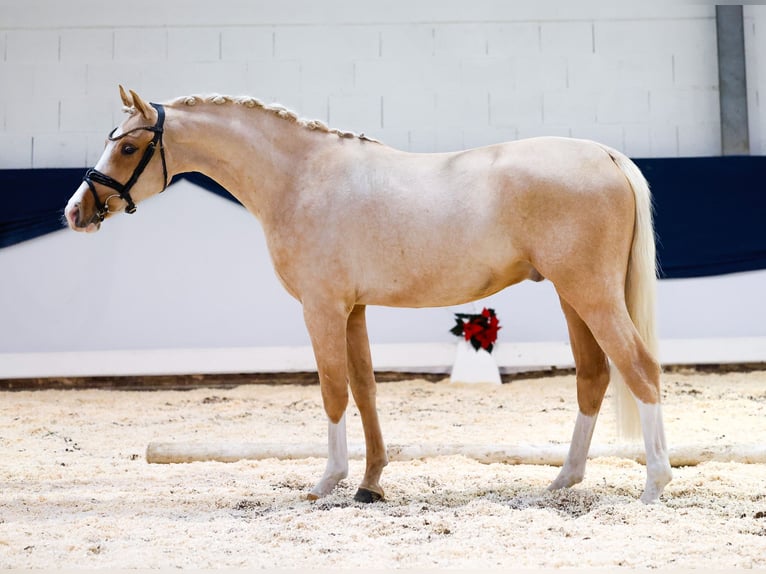 Deutsches Reitpony Wallach 2 Jahre 146 cm Palomino in Marsberg