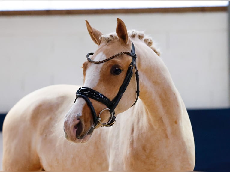 Deutsches Reitpony Wallach 2 Jahre 146 cm Palomino in Marsberg