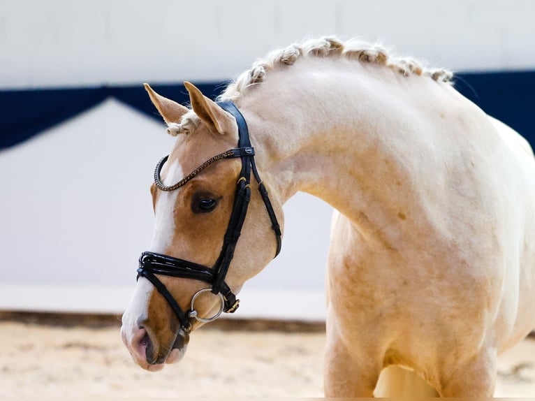 Deutsches Reitpony Wallach 2 Jahre 146 cm Palomino in Marsberg