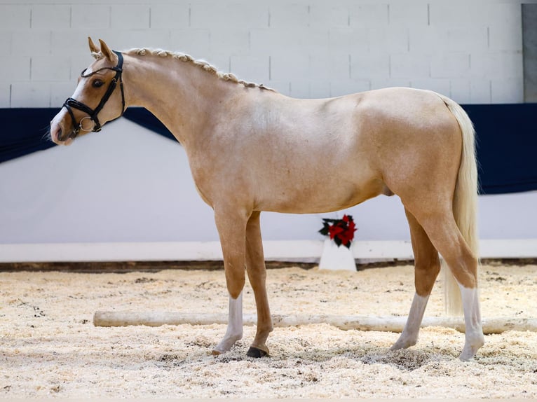 Deutsches Reitpony Wallach 2 Jahre 146 cm Palomino in Marsberg