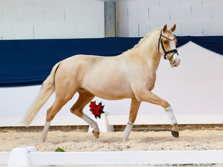 Deutsches Reitpony Wallach 2 Jahre 146 cm Palomino in Marsberg