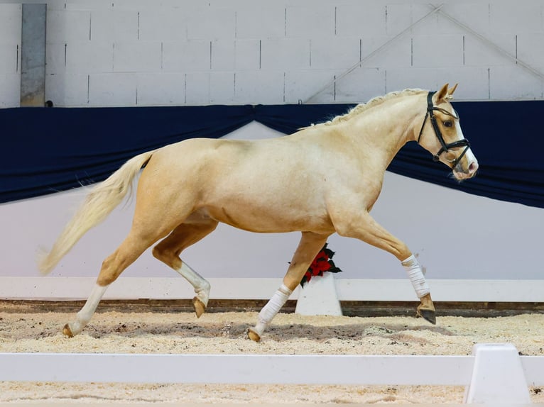 Deutsches Reitpony Wallach 2 Jahre 146 cm Palomino in Marsberg