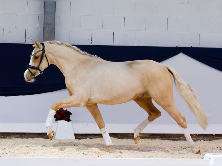 Deutsches Reitpony Wallach 2 Jahre 146 cm Palomino in Marsberg