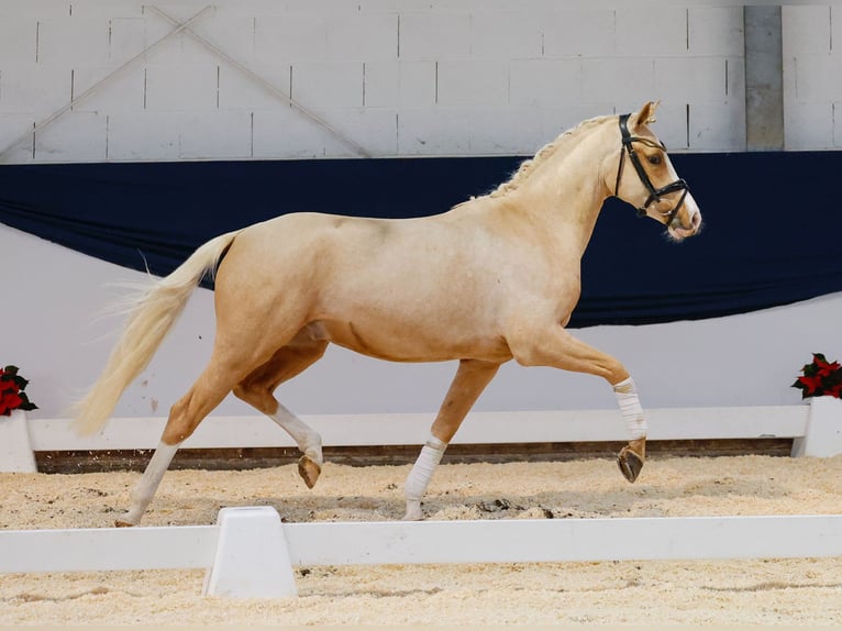 Deutsches Reitpony Wallach 2 Jahre 146 cm Palomino in Marsberg