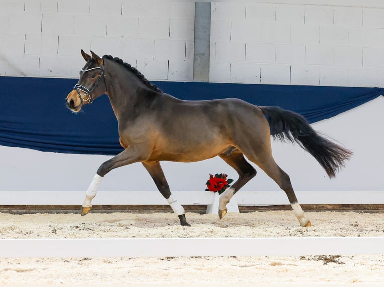 Deutsches Reitpony Wallach 2 Jahre 147 cm Brauner in Marsberg